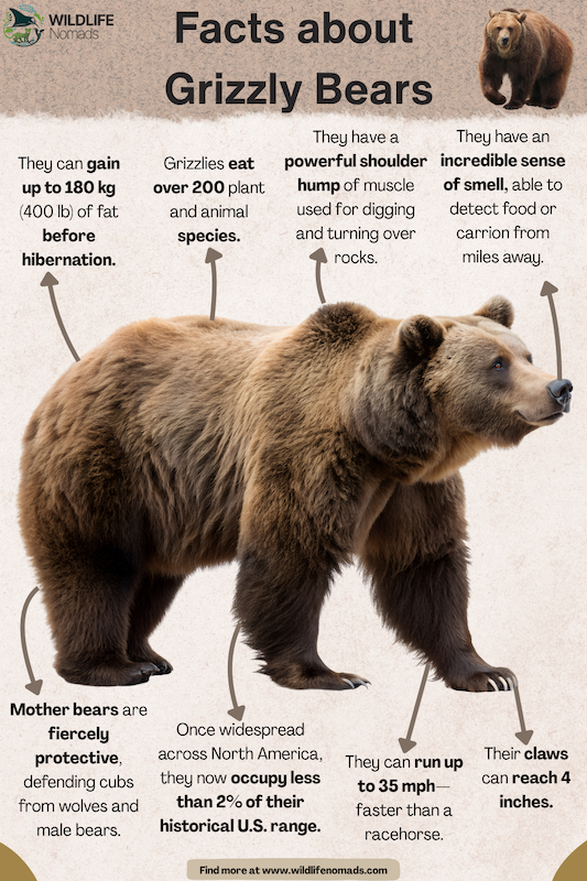 Facts-about-Grizzly-Bears.webp Facts about Grizzly Bears infographic