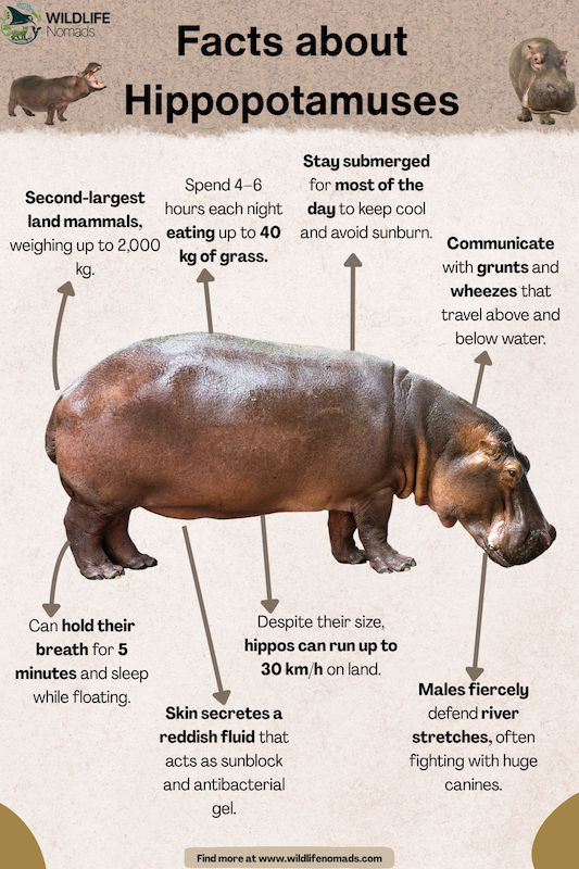 Facts-about-hippopotamuses-1.webp Facts about Hippopotamuses infographic showing facts