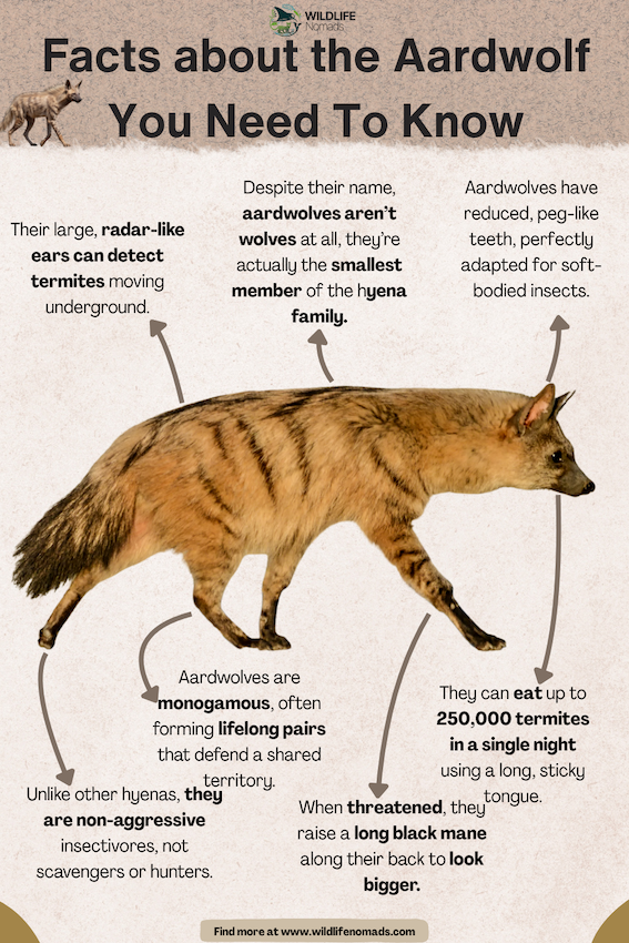 Facts-about-the-Aardwolf-You-Need-To-Know.webp Facts about the Aardwolf You Need To Know infographic