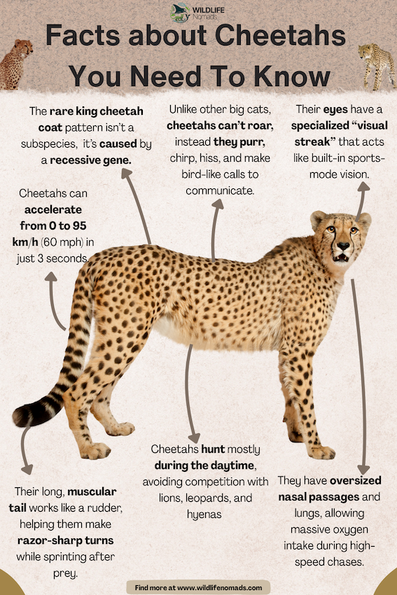 Facts-about-the-cheetah.webp Facts about Cheetahs You Need To Know infographic