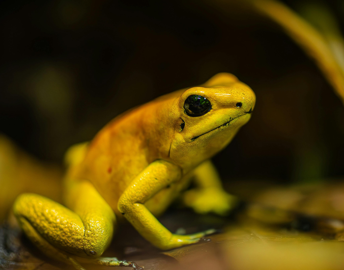 Golden poison frog