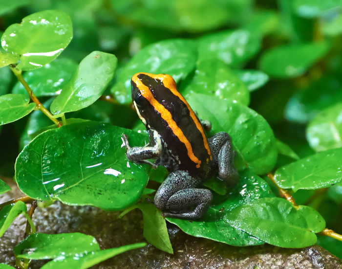 Golfodulcean-Poison-Frog-Phyllobates-vittatus.webp a Golfodulcean Poison Frog over wet leaves