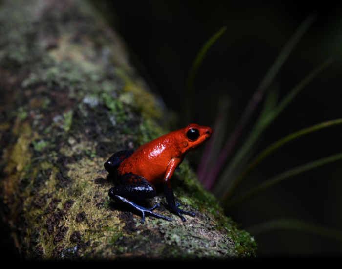 Granular-Poison-Frog-Oophaga-granulifera.webp a Granular Poison Frog in the wild