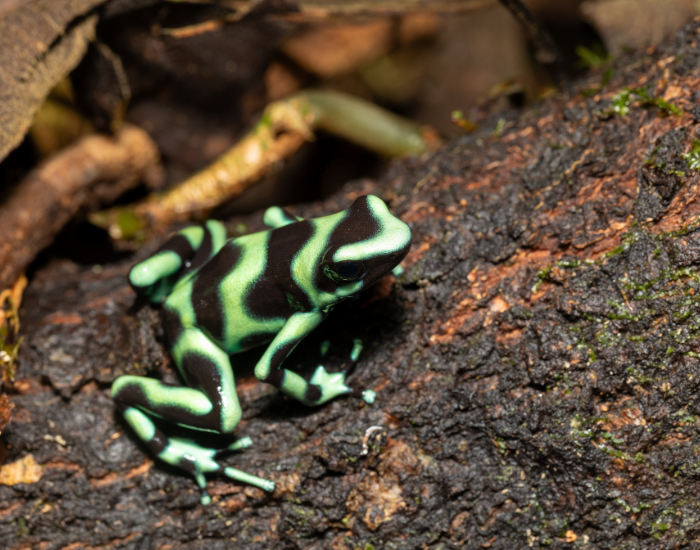 Green-and-Black-Poison-Dart-Frog-Dendrobates-auratus.webp a Green and Black Poison Dart Frog standing bark