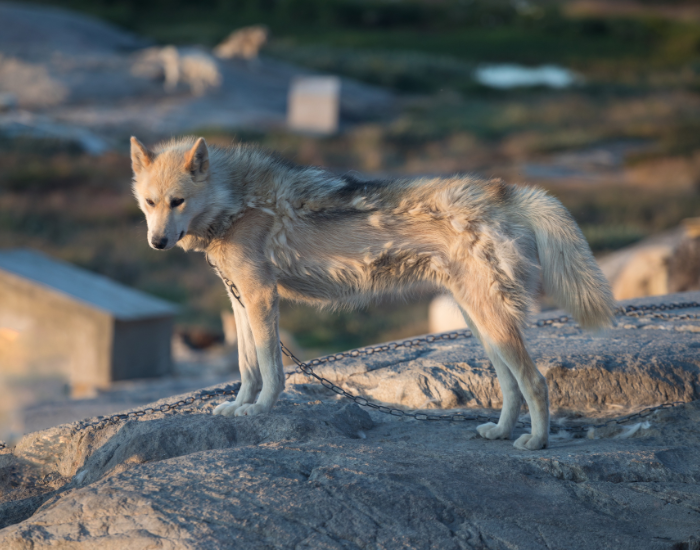 greenland dog standing over a rock