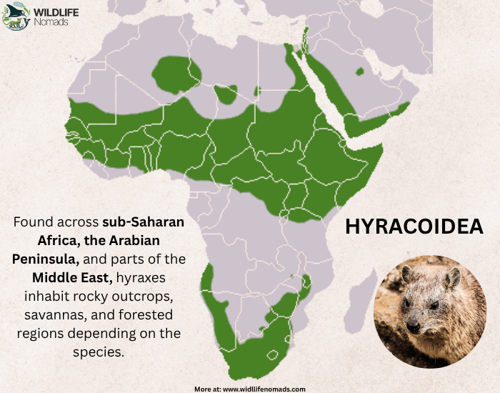 map showing the distribution of the hyrax species
