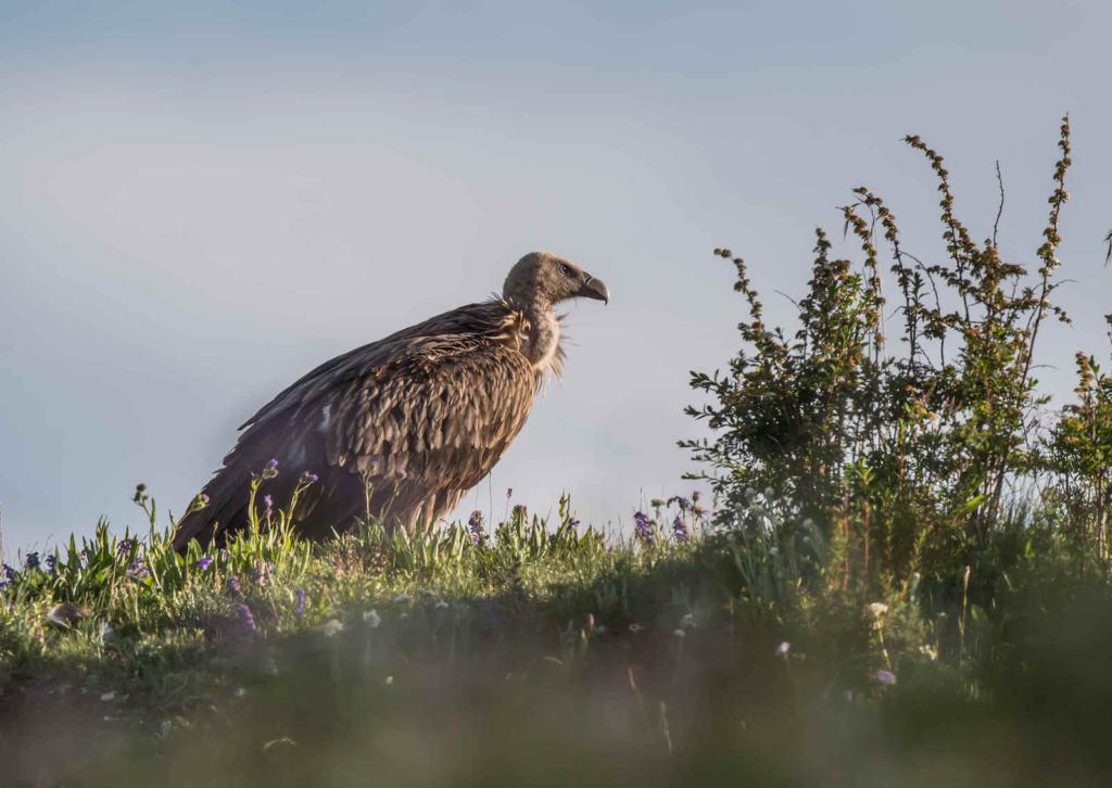 Himalayan-Vulture_DSC0038_Ruoergai-area_Jul-06-2021.webp Himalayan Vulture standing on the ground looking to the right