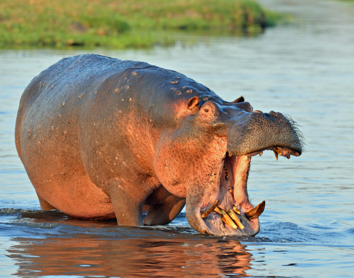 Hippopotamus-2.webp Hippopotamus in the wild in a river with its mouth wide open