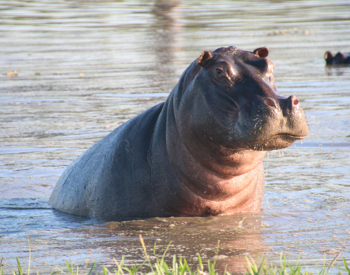 Hippopotamus-river.webp Hippopotamus sitting on a river
