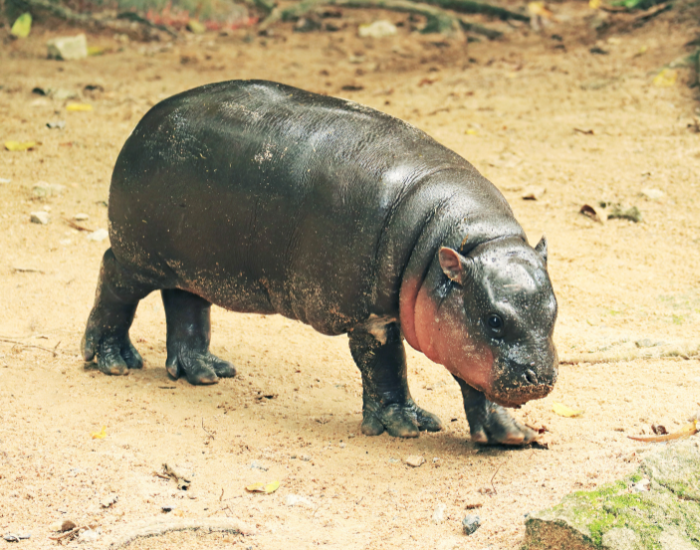 Hippopotamus-4.webp baby pygmy hippopotamus