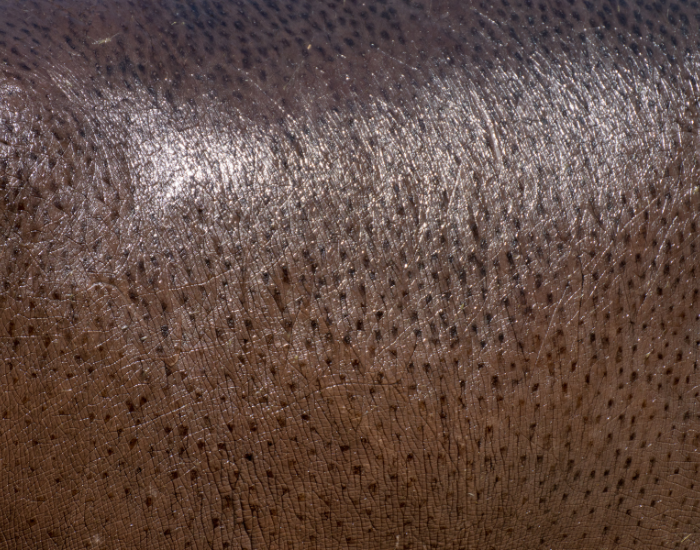 Hippopotamus-blood-sweat.webp Hippopotamus blood sweat close up of skin