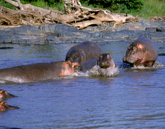 Hippopotamus-group.webp group of 4 hippopotamuses interacting in a river in the wild