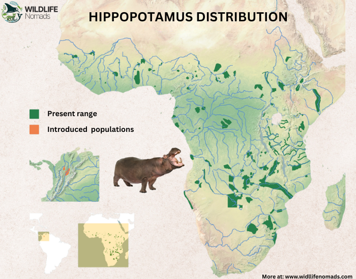 Hippopotamus-habitat-DISTRIBUTION-map.webp distribution map of hippopotamus
