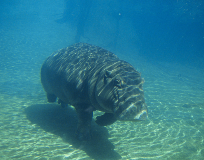 Hippopotamus-swimming.webp hippopotamus swimming