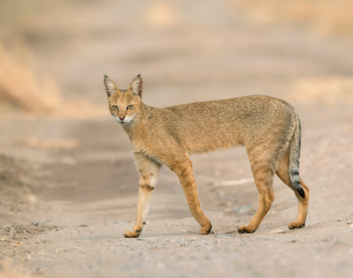 Jungle-Cat-Felis-chaus-2.webp Jungle cat on a dirt road in the wild