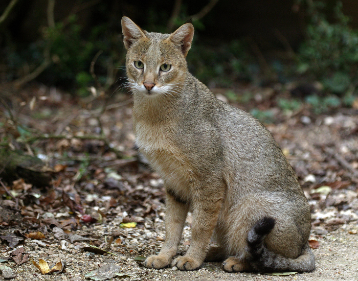 Jungle-Cat-Felis-chaus.webp Jungle Cat sitting on the ground in the wild