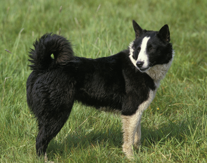 Karelian Bear Dog standing over grass