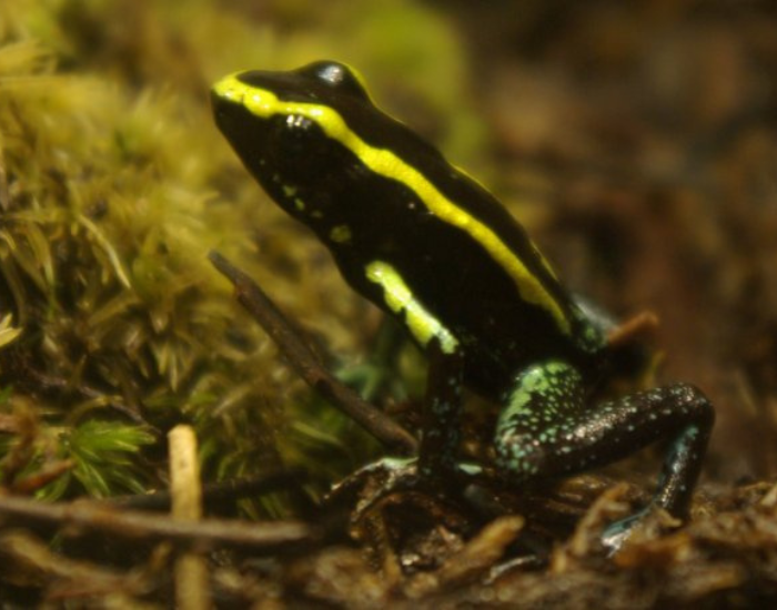 Kokoe-Poison-Frog.webp a Kokoe Poison Frog standing over moss
