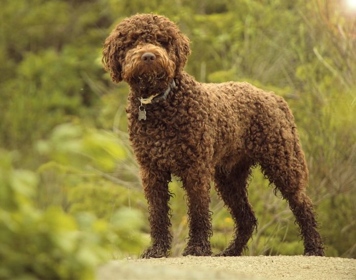 Lagotto dog standing surrounded by plant