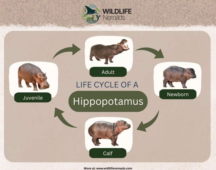 Life-cycle-Hippopotamus.webp infographic showing the life cycle of an hippopotamus