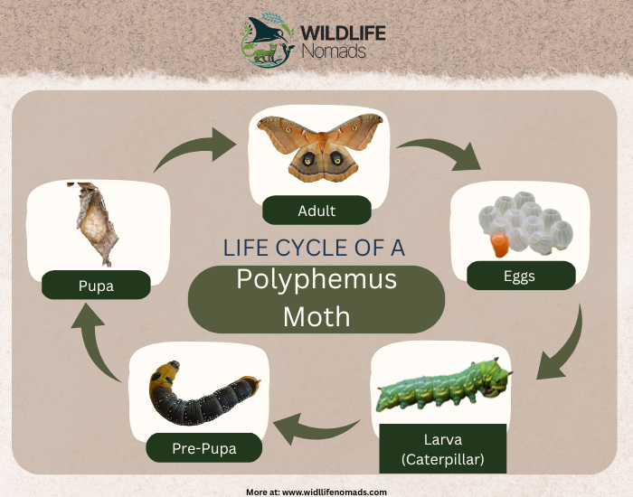 Life-cycle-Polyphemus-Moth.webp Life cycle Polyphemus Moth infographic