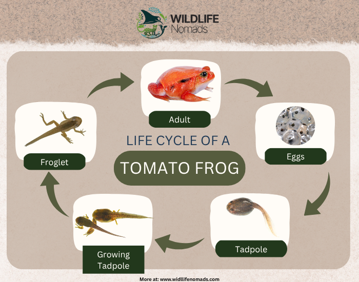 infographic  showing five stages of Life cycle tomato frog