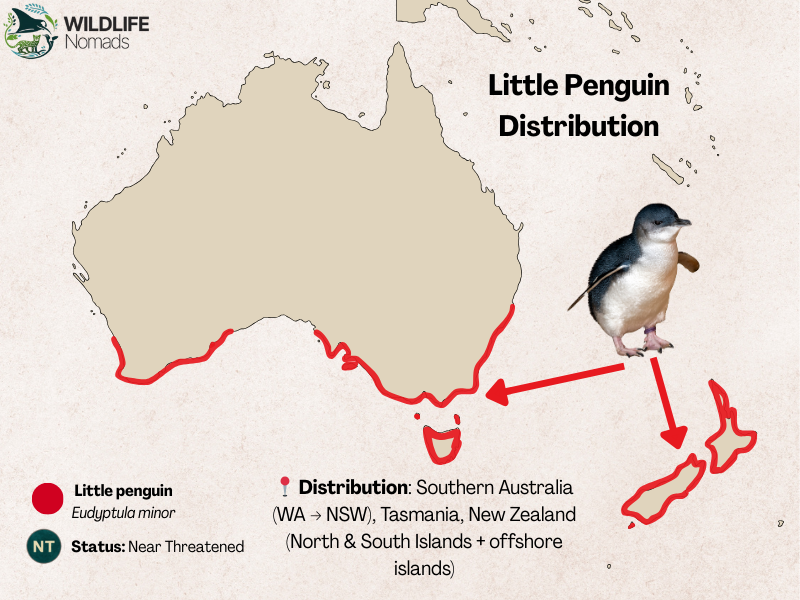 Little-Penguin-Distribution-habitat.webp Little Penguin Distribution map