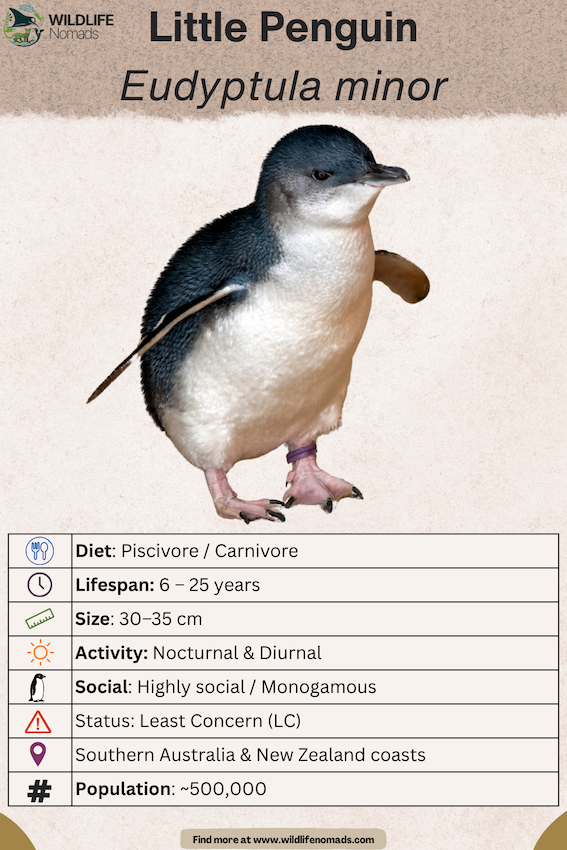 Little-Penguin-conservation-.webp Little penguin profile infographic