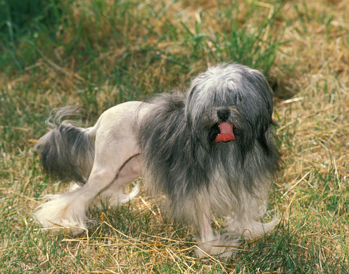 Löwchen (Little Lion Dog)