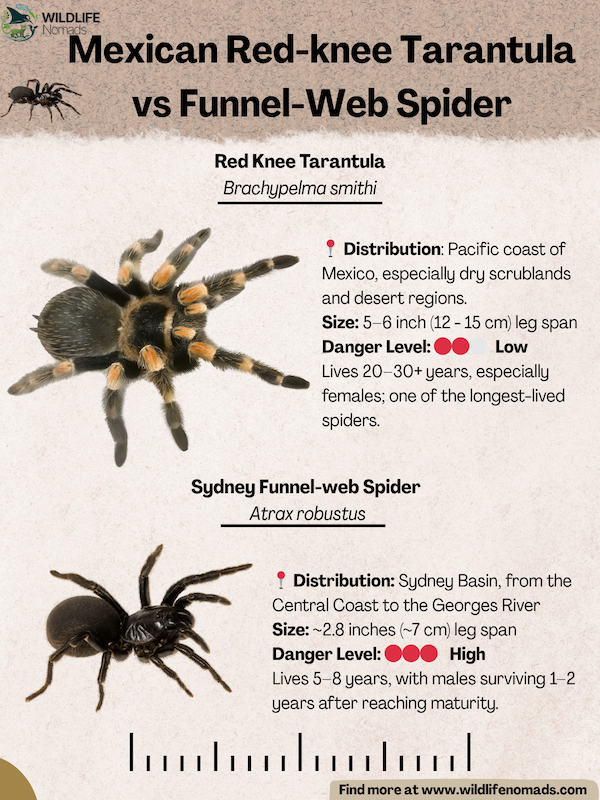 Mexican-Red-knee-Tarantula-vs-Funnel-Web-Spider.webp Mexican Red-knee Tarantula vs Funnel-Web Spider infographic