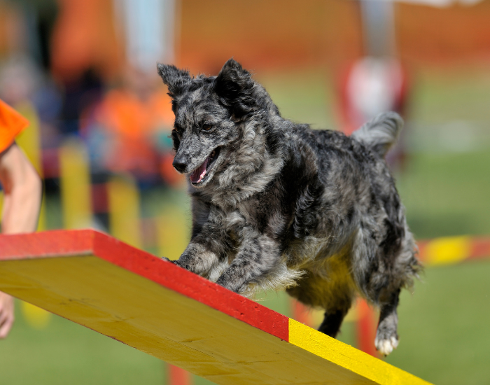 mudi dog on a dog competition