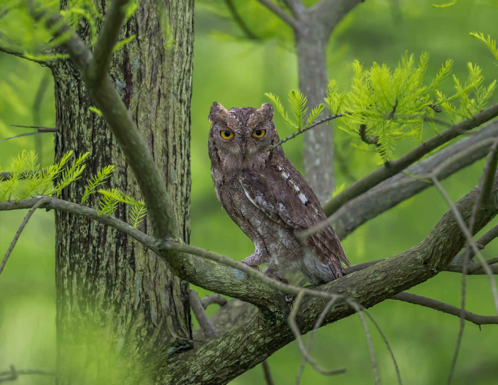 Oriental-Scops-Owl_DSC8258_Nanhui-May-01-2024.webp Oriental Scops Owl on a tree