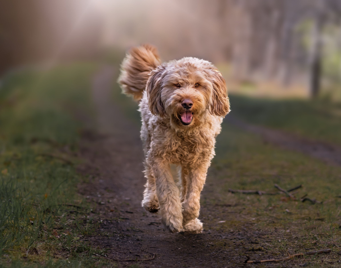 Otterhound dog running in a park