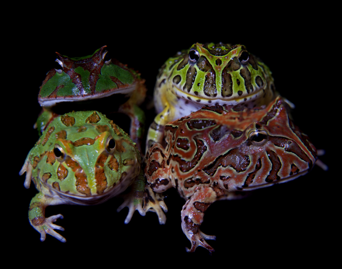 four pacman frogs with black background