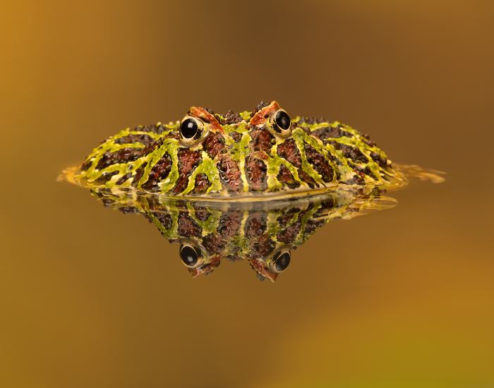 Pacman-Frog-5.webp pacman frog in the wild submerged
