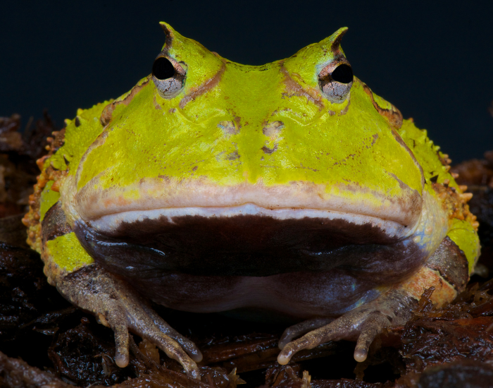 Pacman-Frog-6.webp Horned frog clos eup