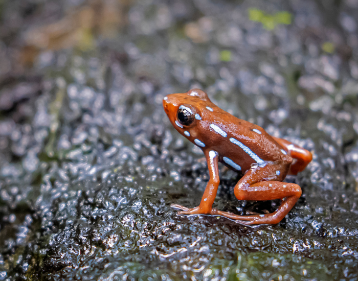 Phantasmal-Poison-Frog-Epipedobates-anthonyi.webp a Phantasmal Poison Frog over a rock