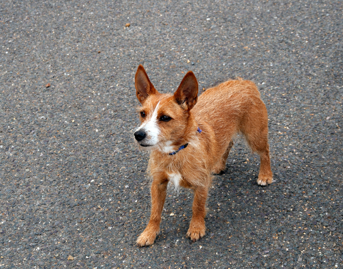 Portuguese Podengo dog standing over concrete