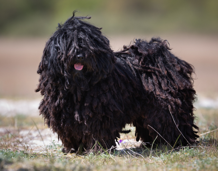 Puli dog standing