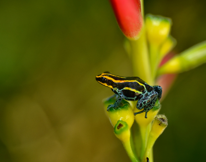 Ranitomeya-imitator.webp a Ranitomeya imitator frog species standing over a plant