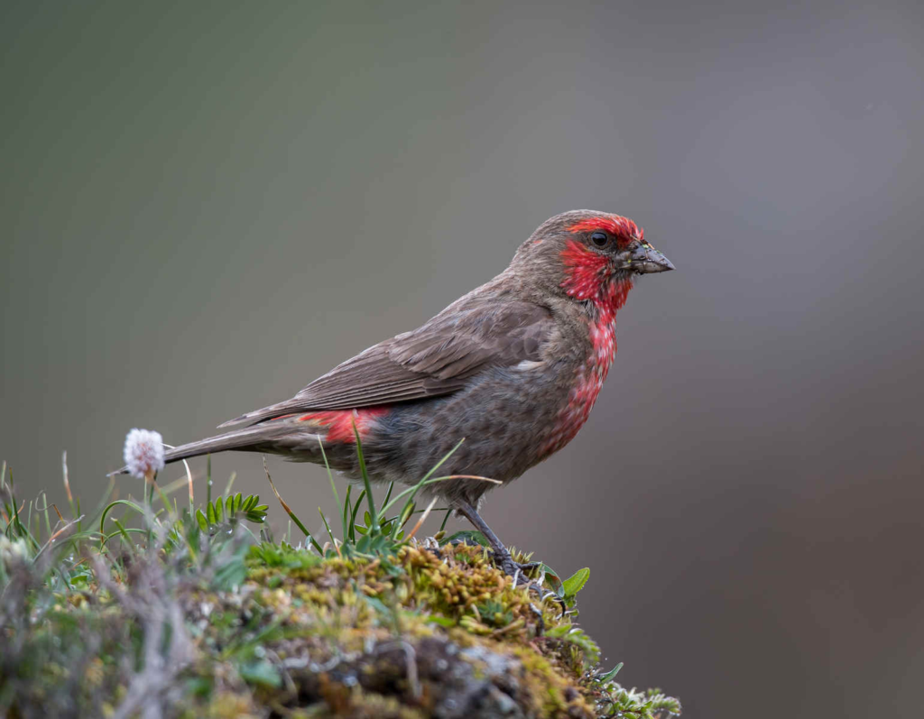 Red-fronted-Rosefinch_DSC4953_Balangshan_Jul-03-2021.webp Red fronted Rosefinch