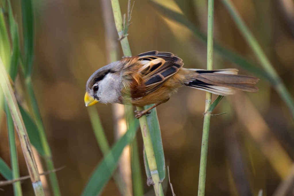 Reed-Parrotbill_DSC0089-Enhanced-NR_Nanhui-Oct-11-2025.webp a Reed Parrotbill in the wild
