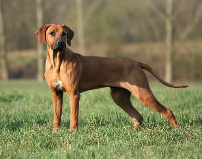 Rhodesian Ridgeback dog standing over grass