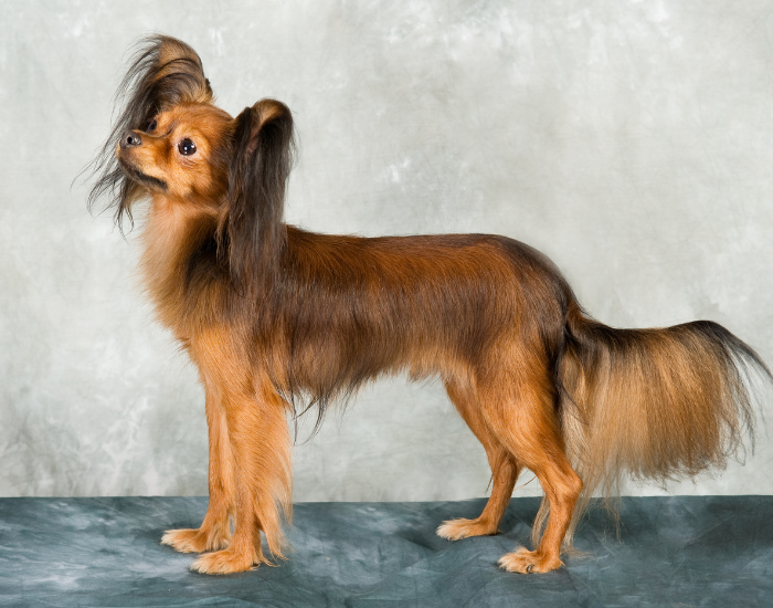 russian toy terrier dog standing still