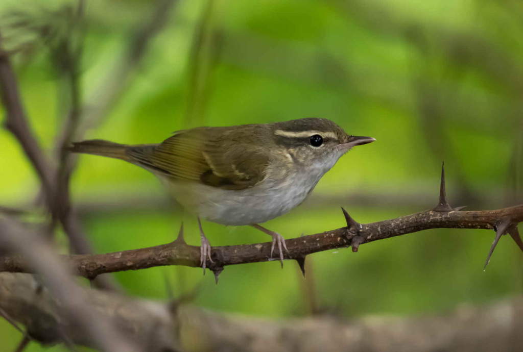 Sakhalin-Leaf-Warbler_DSC6488_Nanhui-Sep-10-2024.webp Sakhalin Leaf Warbler in the wild perched to a branch