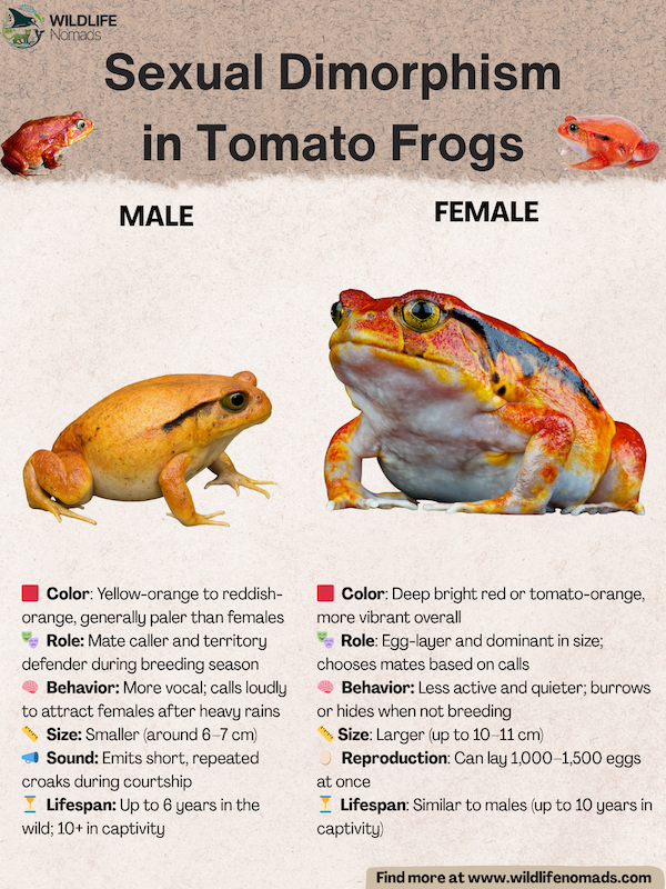infographic showing the differences Sexual Dimorphism tomato frogs