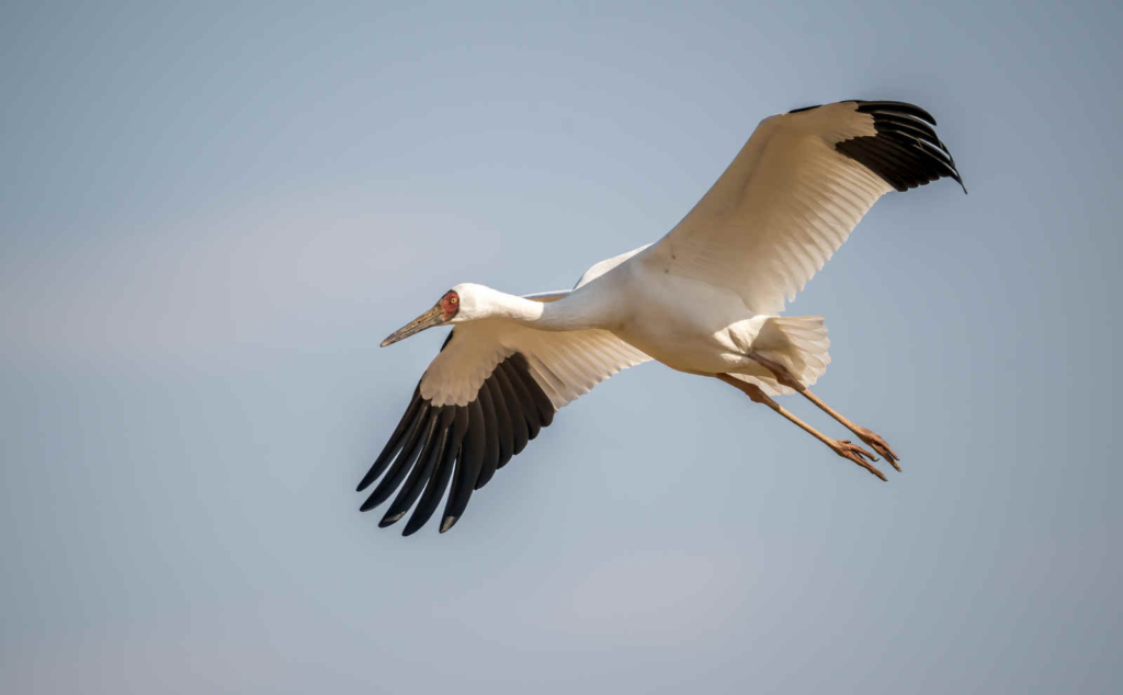 Siberian-Crane_Poyang-Lake-Jan-16-2025_DSC1101.webp Siberian Crane flying