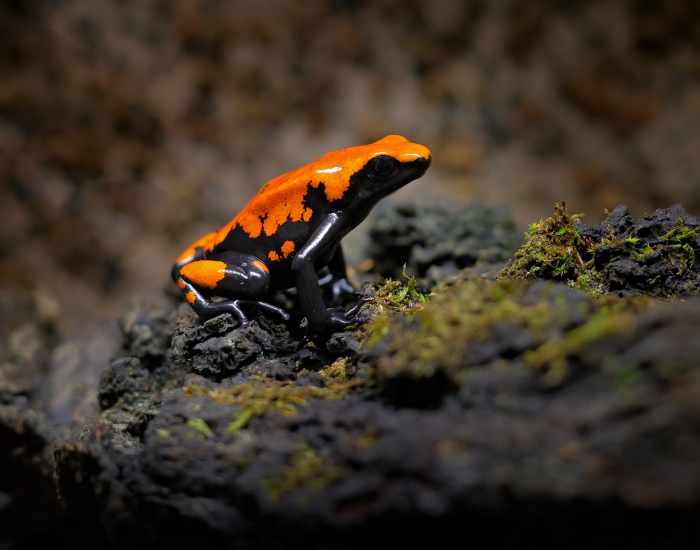 Splash-back-Poison-Frog-Adelphobates-galactonotus.webp a Splash-back Poison Frog in the wild over ground