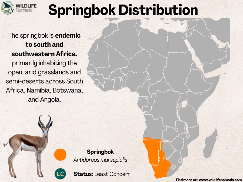 Springbok-Distribution-1.webp Springbok Distribution map