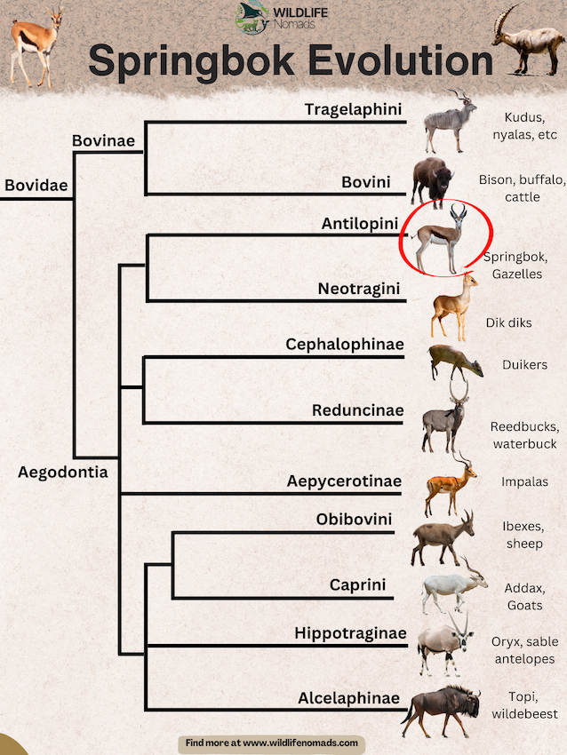 Springbok-Evolution.webp Springbok Evolution infographic